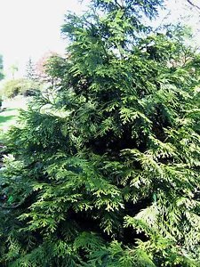 Thujopsis Dolobrata Hiba Arborvitae Seeds Fresh Garden