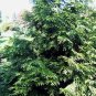 Thujopsis Dolobrata Hiba Arborvitae Seeds Fresh Garden