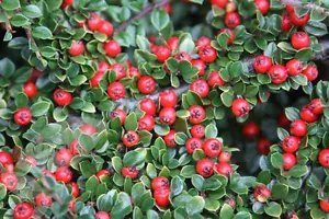 Cotoneaster Horizontalis Rock Cotoneaster Shrub Seeds Fresh Garden