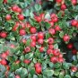Cotoneaster Horizontalis Rock Cotoneaster Shrub Seeds Fresh Garden