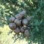 Cupressus Lusitanica Mexican Cypress Tree Seeds Fresh Garden