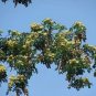 Albizia Lebbeck Womans Tongue Tree Seeds Fresh Garden