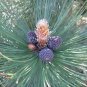 Pinus Heldrechii Bosnian Pine Tree Seeds Fresh Garden