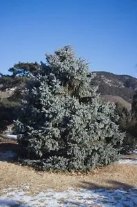Picea Meyeri Meyer Spruce Seeds Fresh Garden