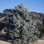 Picea Meyeri Meyer Spruce Seeds Fresh Garden