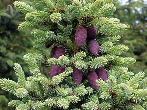 Picea Mariana Black Spruce Seeds Fresh Garden
