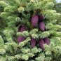 Picea Mariana Black Spruce Seeds Fresh Garden