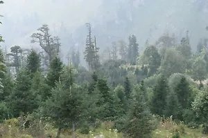 Abies Pindrow West Himalayan Fir Tree Seeds Fresh Garden