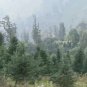 Abies Pindrow West Himalayan Fir Tree Seeds Fresh Garden