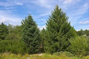 Abies Cephalonica Greek Fir Tree Seeds Fresh Garden