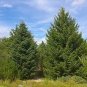 Abies Cephalonica Greek Fir Tree Seeds Fresh Garden