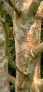 Pinus Bungeana Lacebark Pine Seeds Fresh Garden