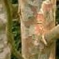 Pinus Bungeana Lacebark Pine Seeds Fresh Garden