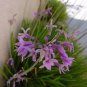 Tulbaghia Violacea Society Garlic Seeds Fresh Garden