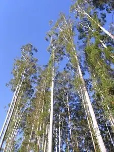 Eucalyptus Grandis Rose Gum Unique Tree Seeds Fresh Garden