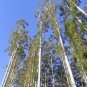 Eucalyptus Grandis Rose Gum Unique Tree Seeds Fresh Garden