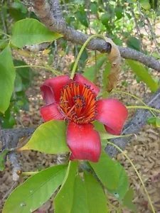 Ceiba Pentandra Silk Cotton Tree Seeds Fresh Garden