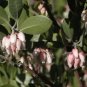 Arctostaphyllos Pungens Manzanita Exotic Seeds Fresh Garden