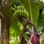 Musa Acuminata Banana Exotic Seeds Fresh Garden