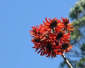 Erythrina Stricta Coral Tree Seeds Exotic Fresh Garden
