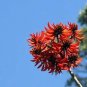 Erythrina Stricta Coral Tree Seeds Exotic Fresh Garden