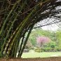 Bambusa Bambos Giant Thorny Bamboo Seeds Fresh Garden