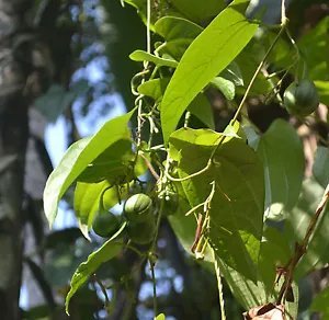 Aristolochia Tagala Dutchmans Pipe Vine Exotic Seeds Fresh Garden