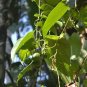 Aristolochia Tagala Dutchmans Pipe Vine Exotic Seeds Fresh Garden