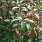 Acer Fabri Evergreen Maple Tree Seeds Fresh Garden