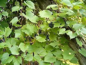 Vitis Riparia Riverbank Grape Seeds Fresh Garden
