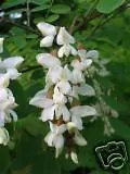thumbnail image 2 of CHUXAY GARDEN 25 Seeds Robinia Pseudoacacia,Black Locust 2 of 13