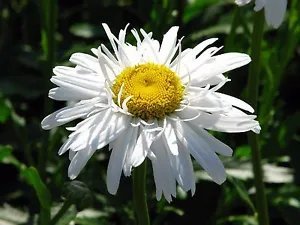 Leucanthemum Crazy Daisy Double Shasta Daisy Seeds Fresh Garden