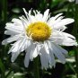 Leucanthemum Crazy Daisy Double Shasta Daisy Seeds Fresh Garden