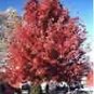 Acer Rubrum Red Sunset Red Maple Tree Seeds Fresh Garden