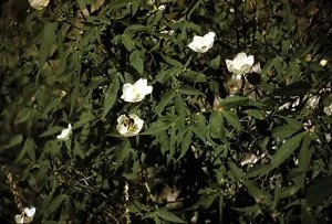 Gossypium Thurberi Hardy Desert Cotton Shrub Seeds Fresh Garden