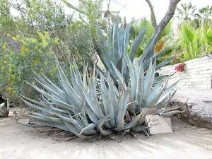 Agave Desertii Hardy Agave Exotic Seeds Fresh Garden
