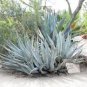 Agave Desertii Hardy Agave Exotic Seeds Fresh Garden