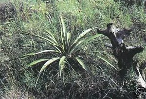 Yucca Rupicola Twisted Leaf Yucca Hardy Exotic Seeds Fresh Garden