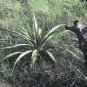 Yucca Rupicola Twisted Leaf Yucca Hardy Exotic Seeds Fresh Garden