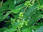 Coffee Arabica Coffee Tree Seeds Fresh Garden
