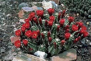 Echinocereus Coccineus Red Hedgehog Cactus Hardy Seeds Fresh Garden