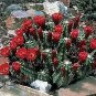 Echinocereus Coccineus Red Hedgehog Cactus Hardy Seeds Fresh Garden