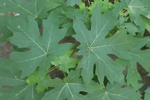 Acer Macrophyllum Bigleaf Maple Tree Seeds Fresh Garden