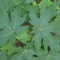 Acer Macrophyllum Bigleaf Maple Tree Seeds Fresh Garden