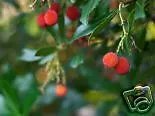 Arbutus Unedo Strawberry Tree Seeds Fresh Garden