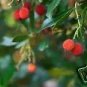 Arbutus Unedo Strawberry Tree Seeds Fresh Garden
