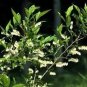 Leucothoe Racemosa Leucothoe Seeds Fresh Garden