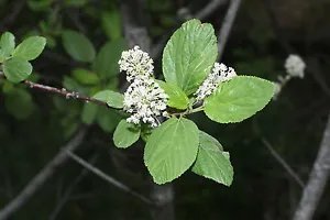 Ceanothus Sanguineus Redstem Ceanothus Shrub Seeds Fresh Garden