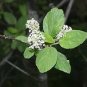 Ceanothus Sanguineus Redstem Ceanothus Shrub Seeds Fresh Garden