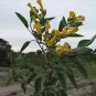 Nicotiana Glauca Hardy Tree Tobacco Seeds Fresh Garden